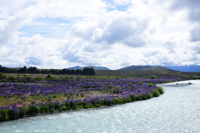 Ahuriri River and wildflowers