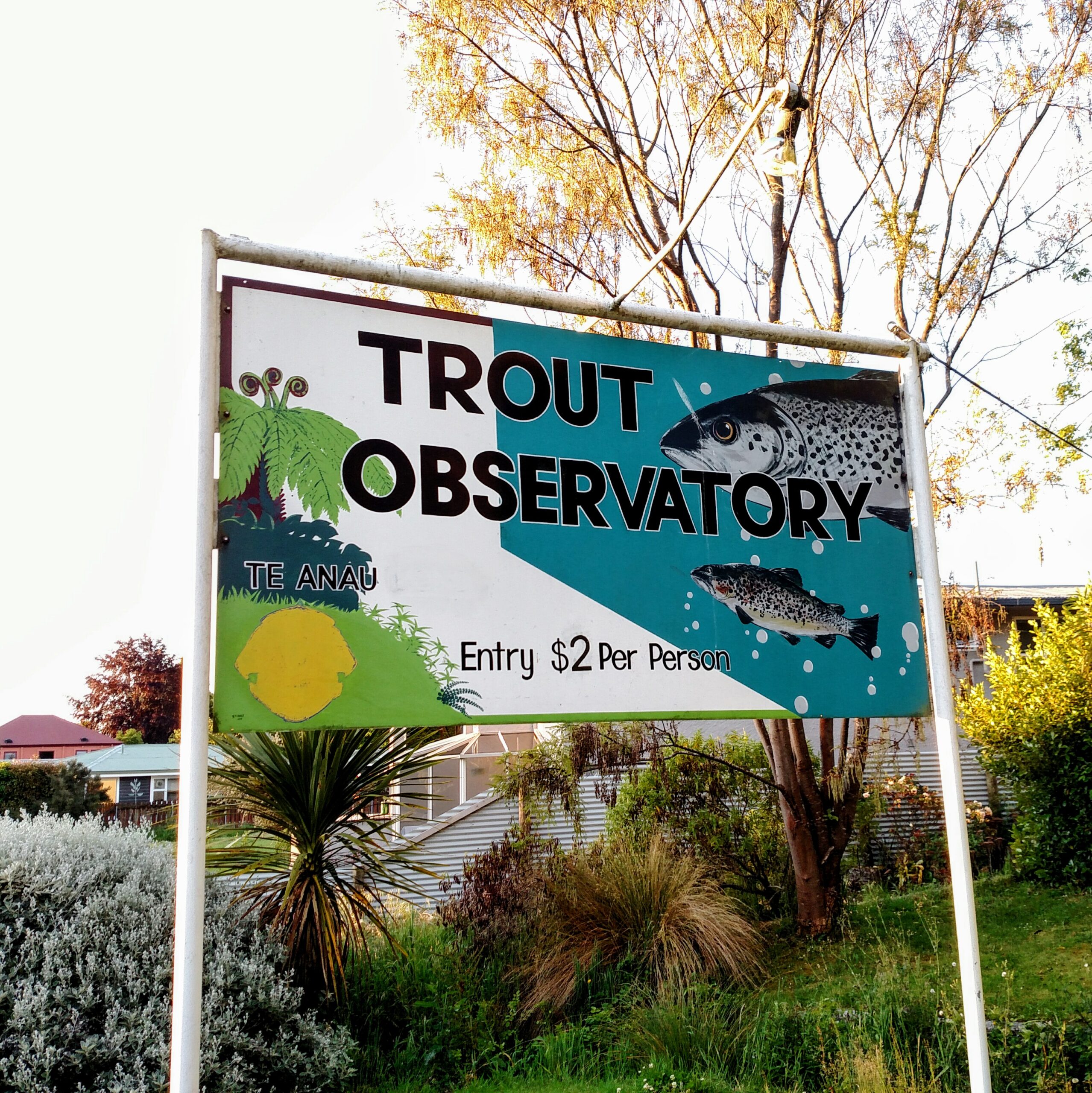 Trout observatory: tourist traps are everywhere
