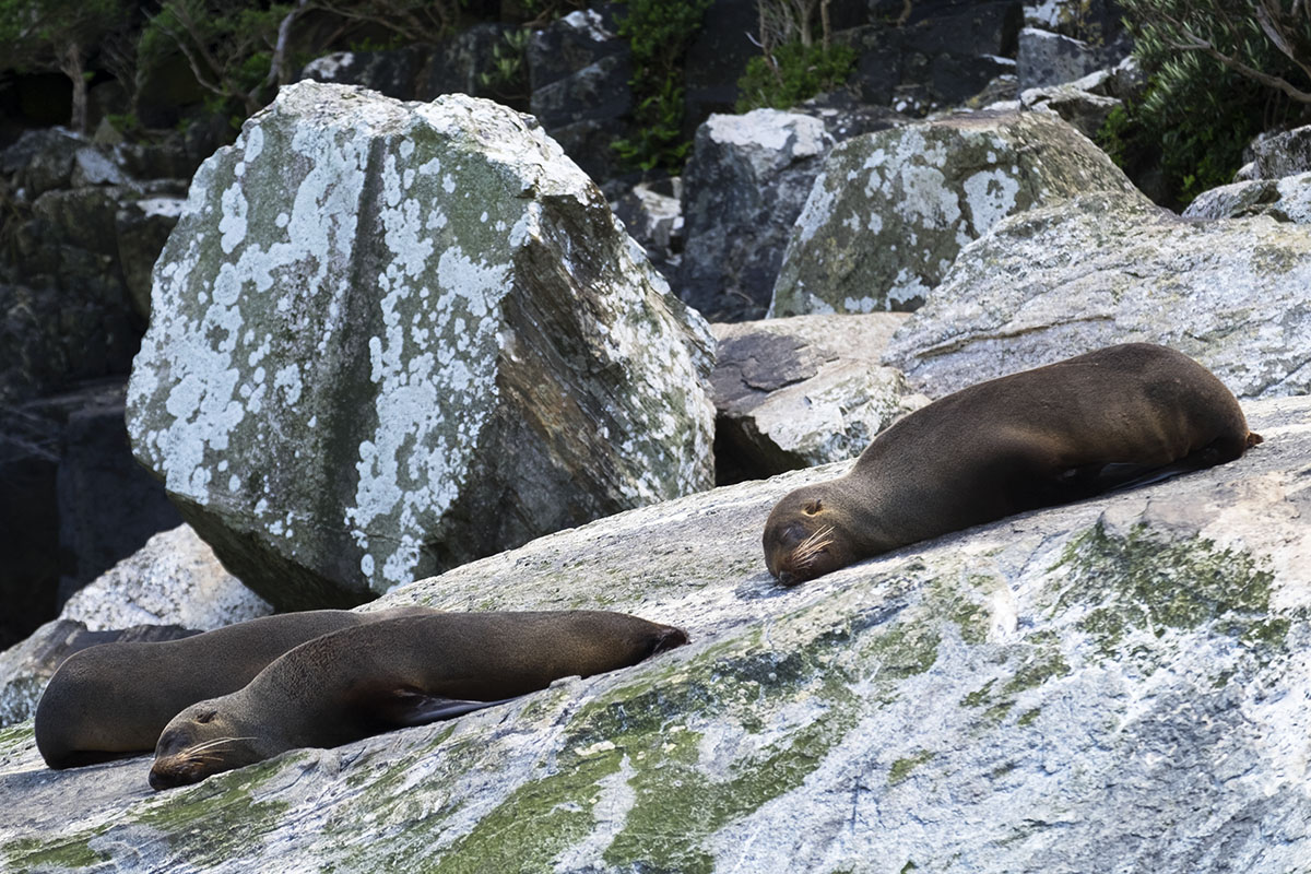 Seals are bored in Milford Sound
