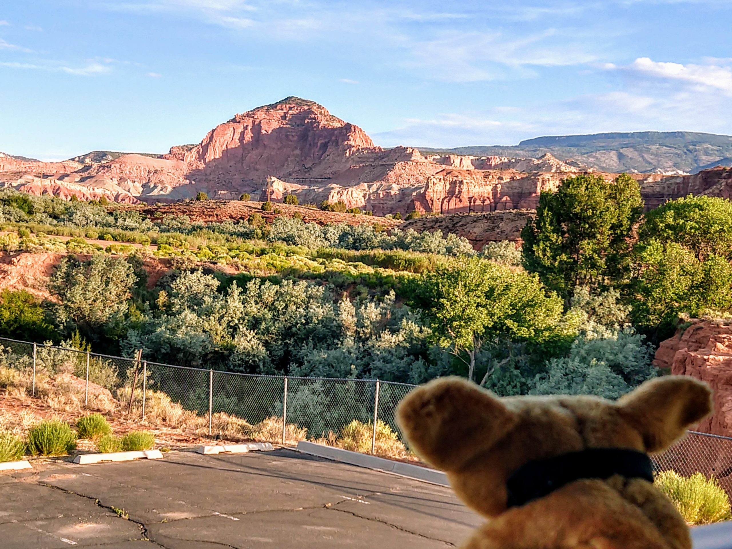 My traveling companion Griffith the Traveling Mountain Lion marveled at the red rocks near Capitol Reef National Park.
