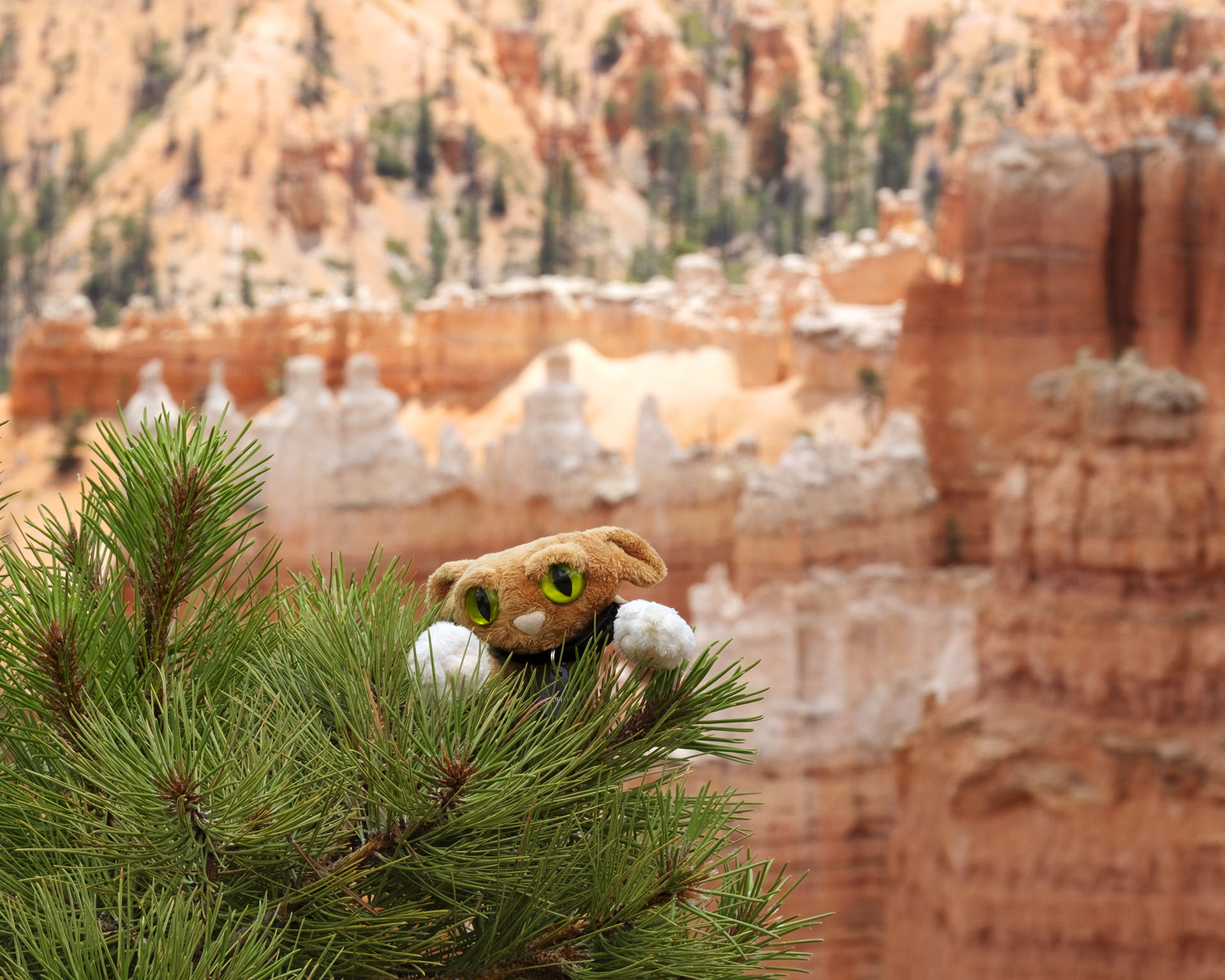 Griffith the Traveling Mountain Lion climbed a tree for a better view of Bryce Canyon.