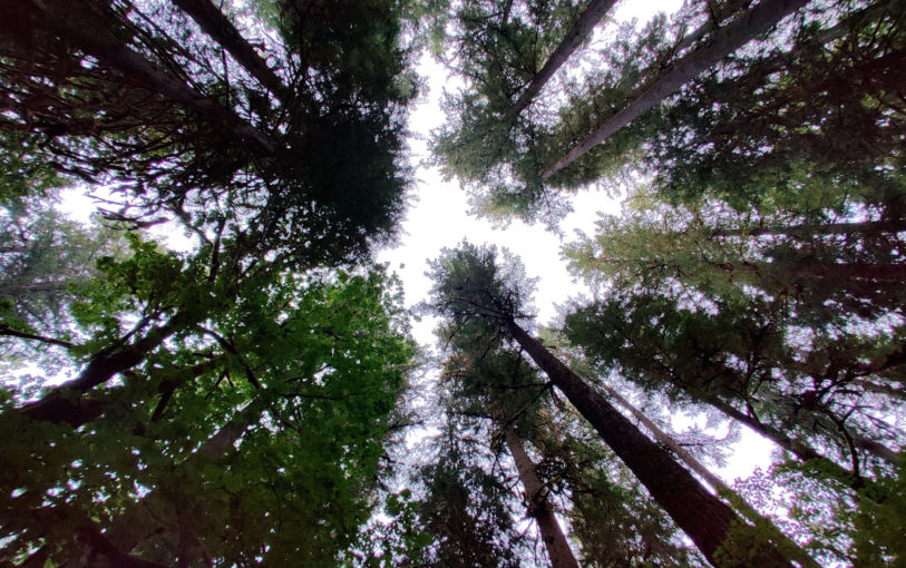 I was in one of the shadier campgrounds. Completely surrounded by 150-200' trees