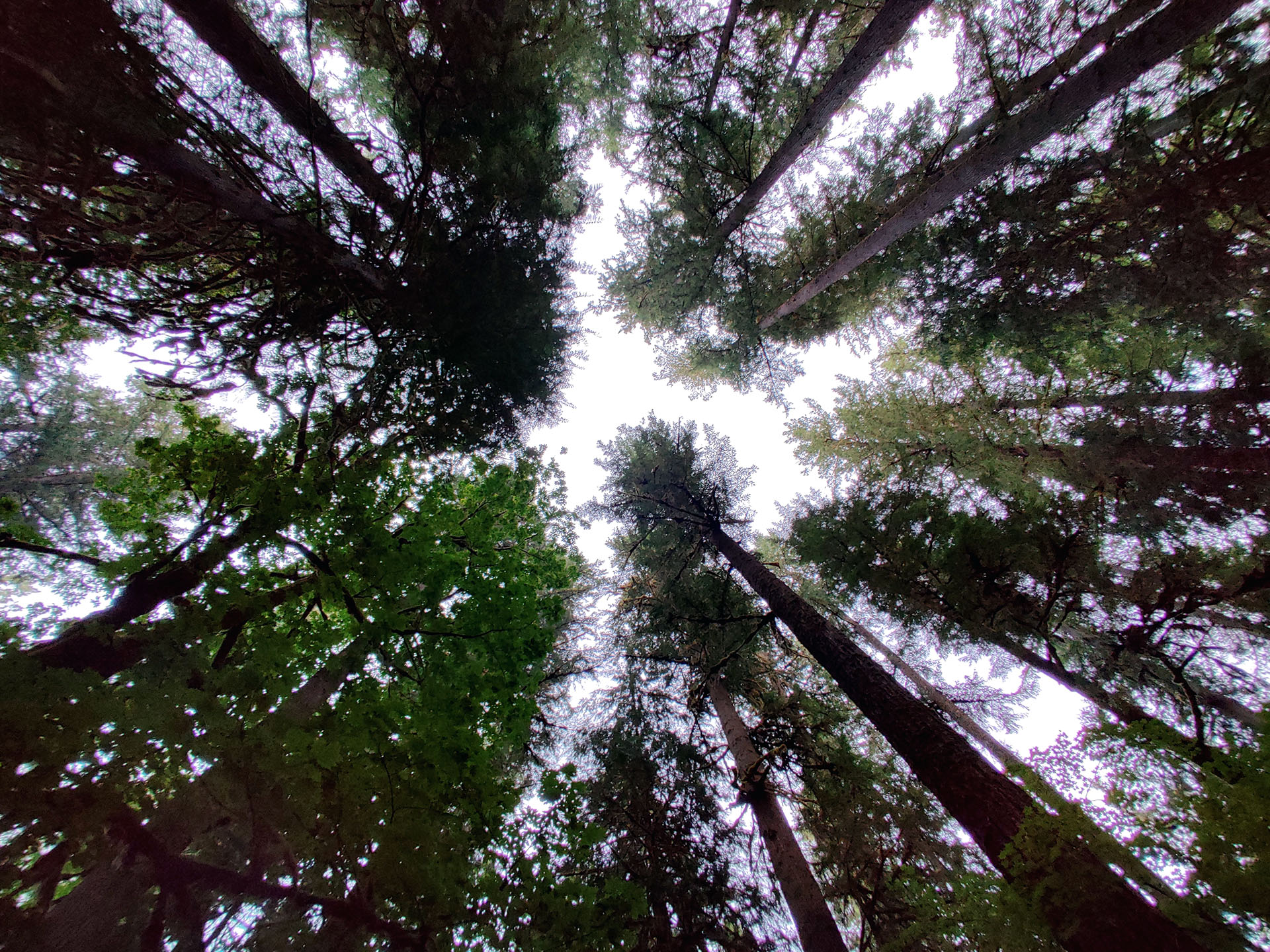 I was in one of the shadier campgrounds. Completely surrounded by 150-200' trees