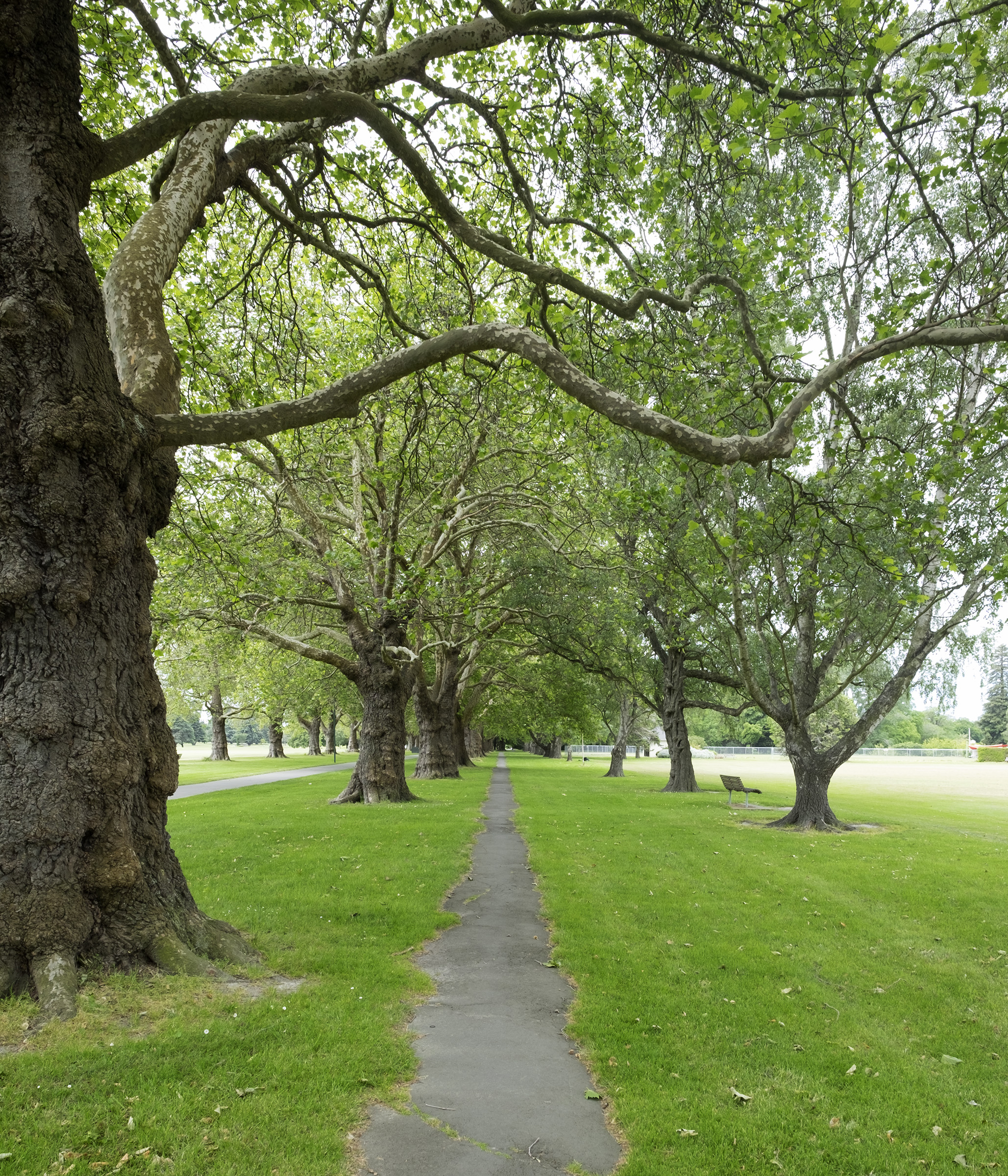 Trees in North Hagley Park