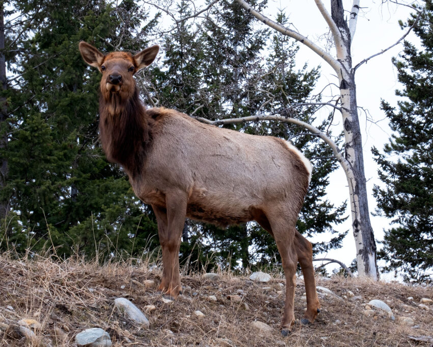 Elk at the hostel